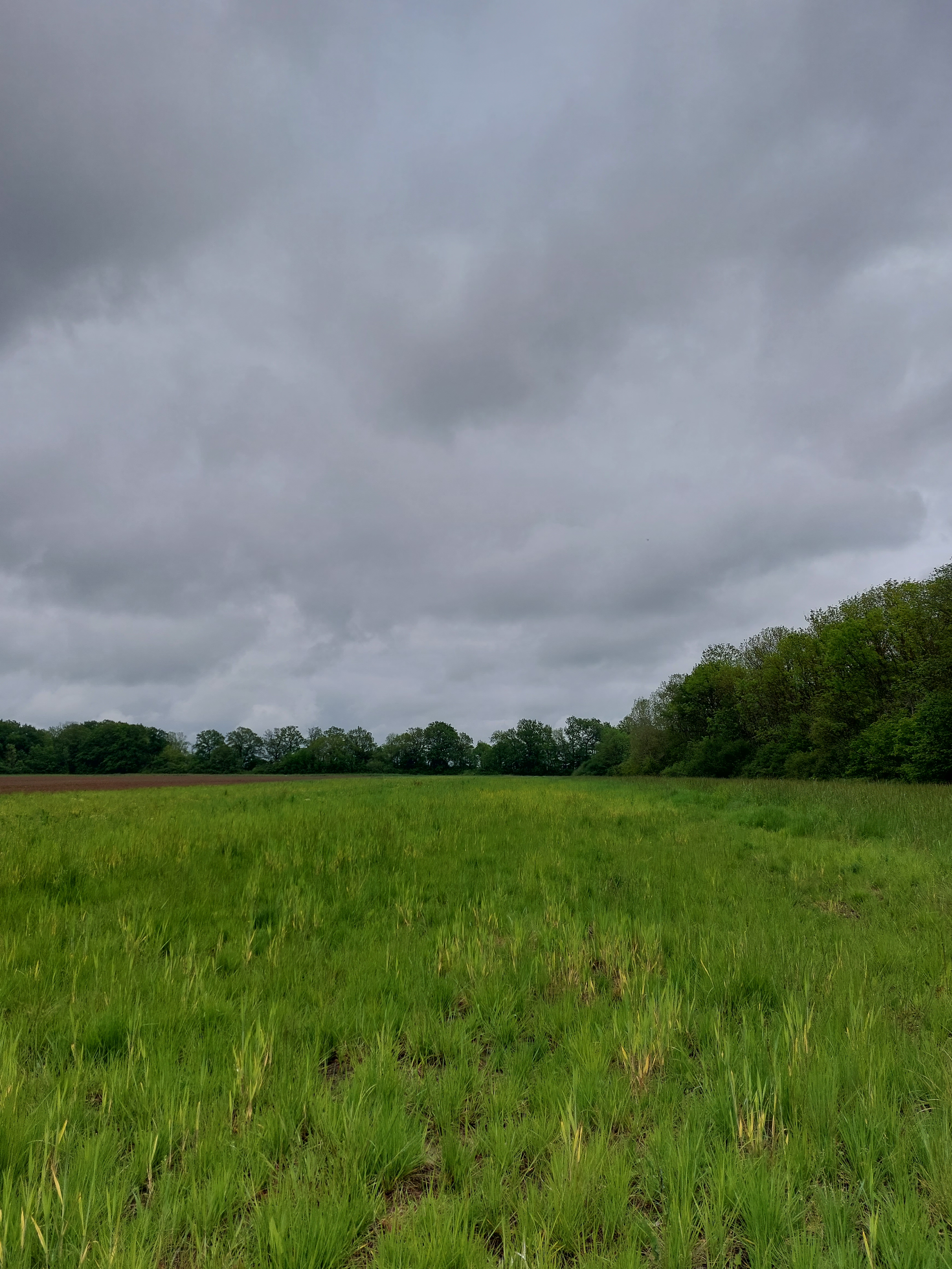 Photo de la parcelle avant plantation