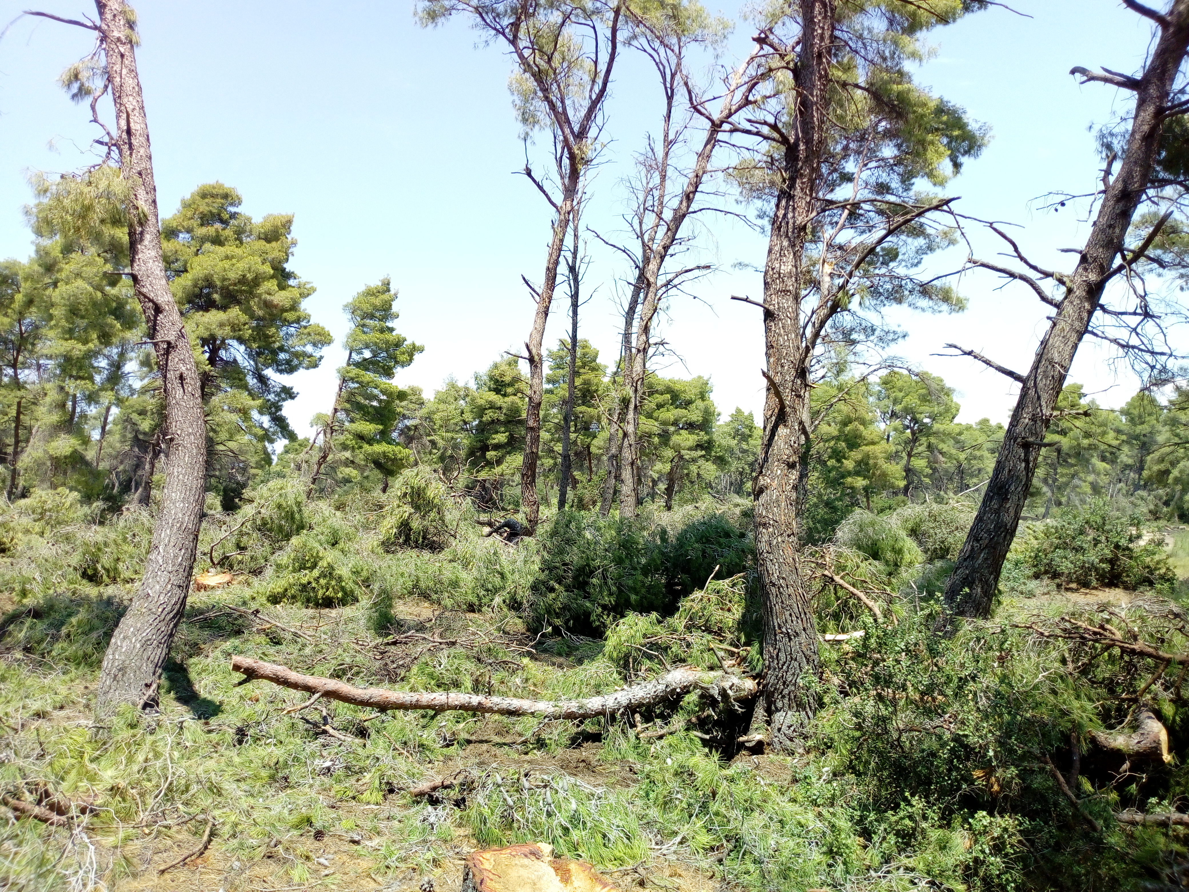 Photo de la parcelle avant travaux de régénération naturelle assistée