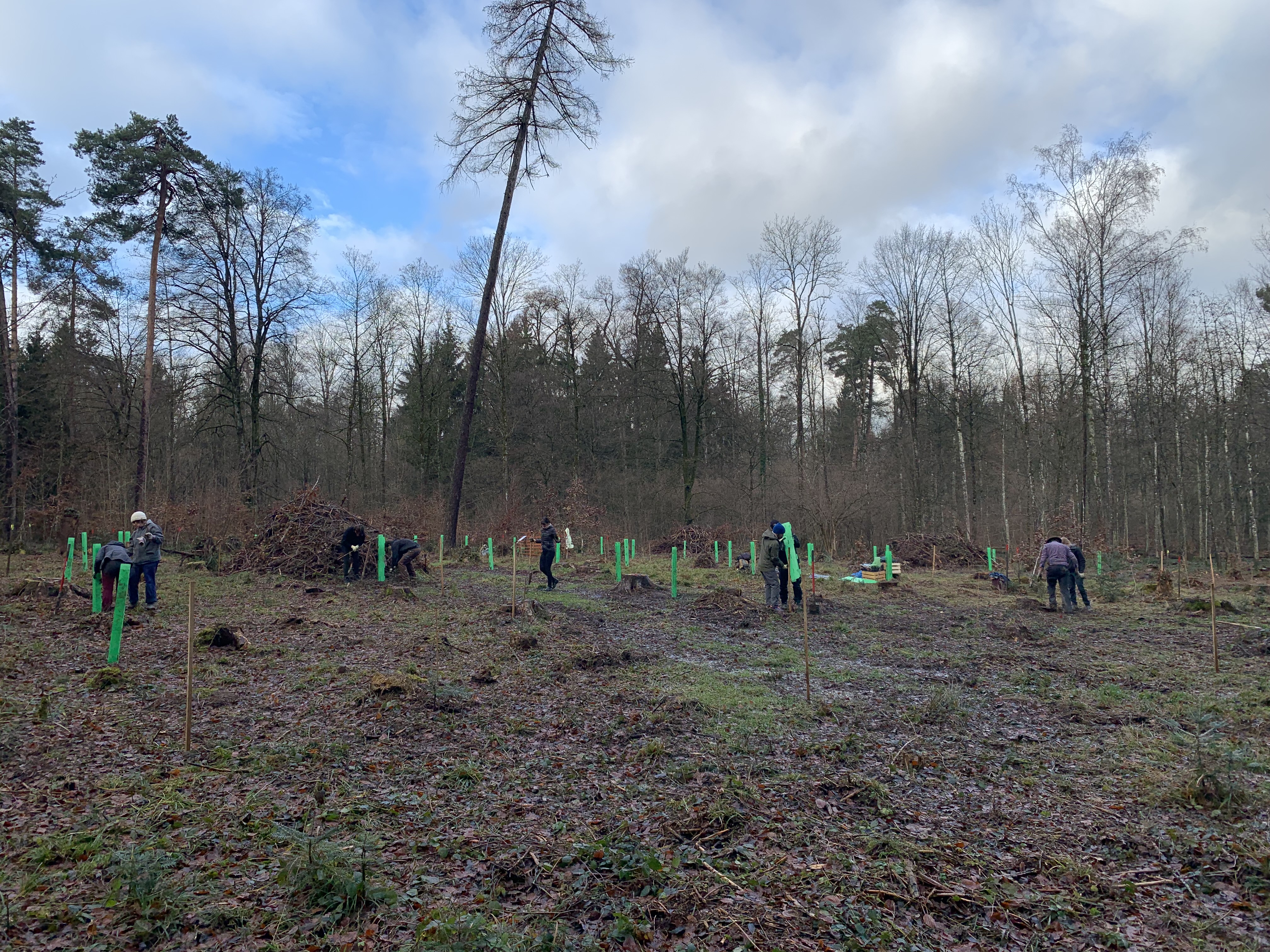 Photo de la plantation participative en décembre 2023