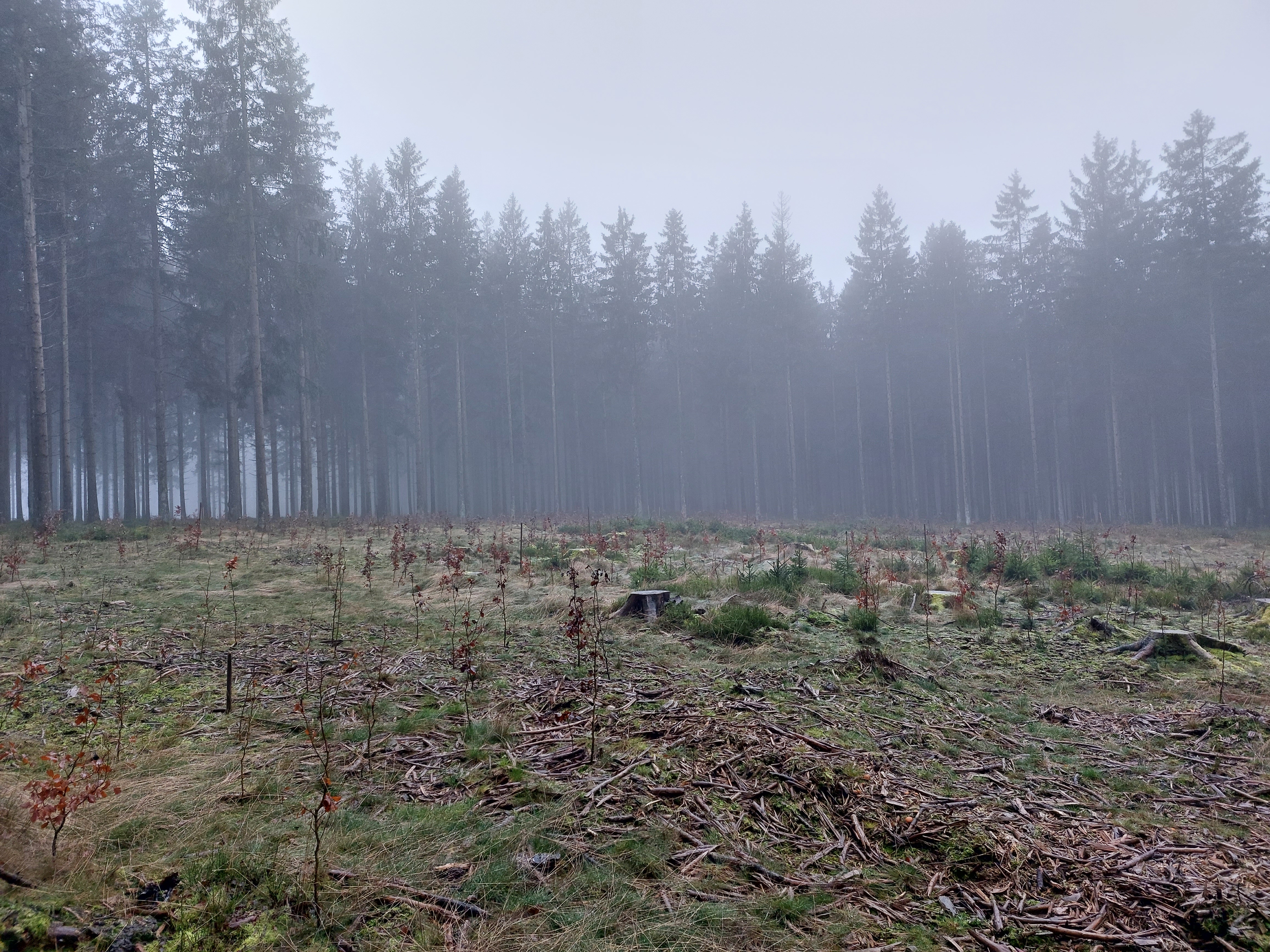 Photo des plantations réalisées les années précédentes
