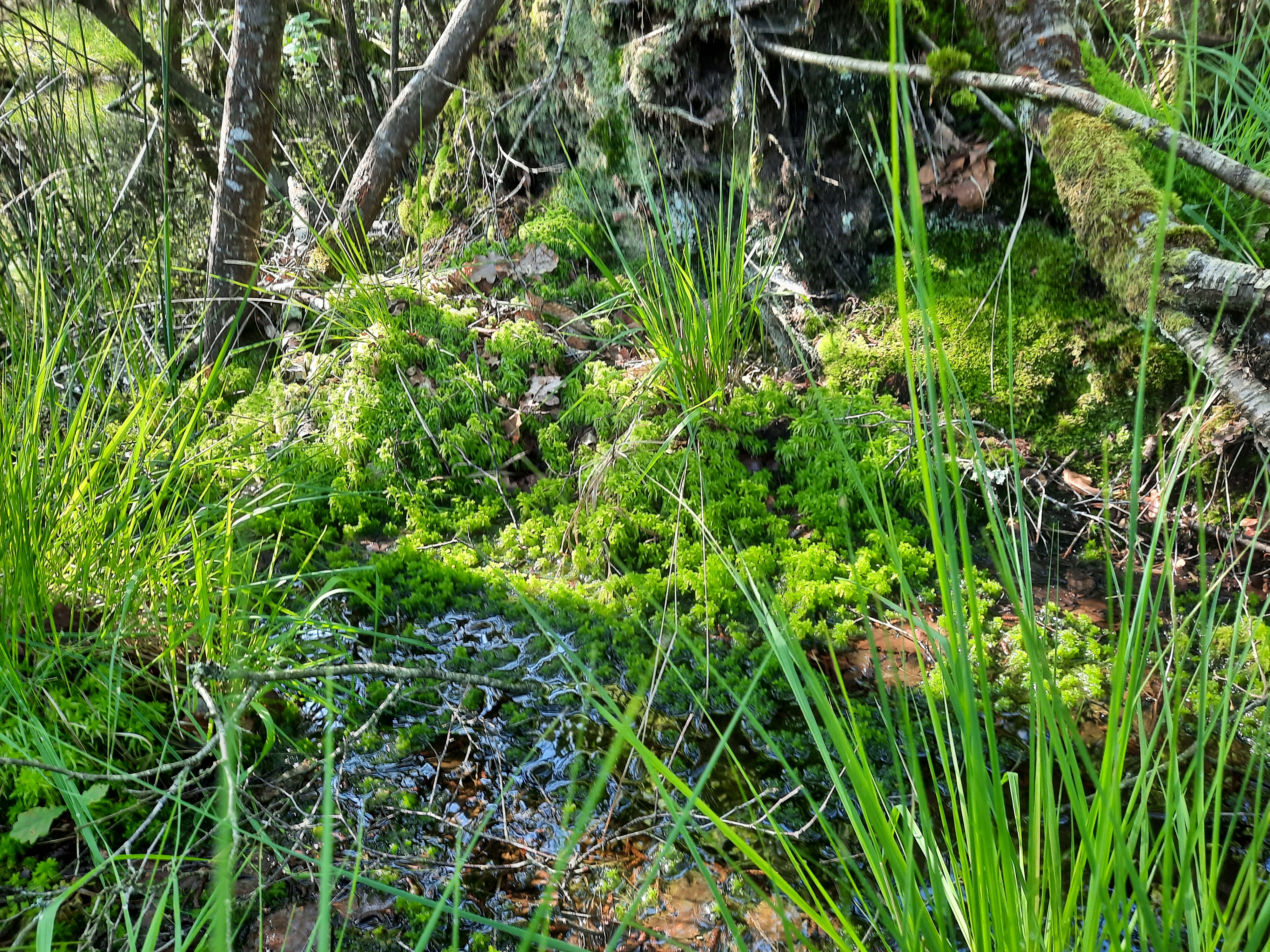 Photo d'une tourbière à sphaignes à préserver